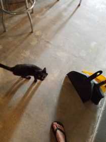 Found Cat