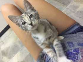 Found Cat