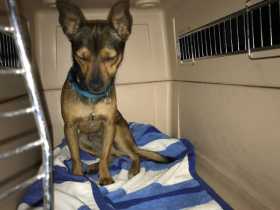 Found Dog