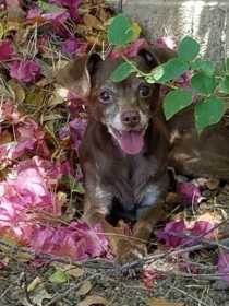 Found Dog