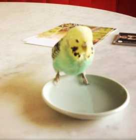 Found Budgerigar