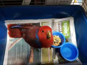 Found Eclectus