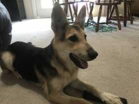Found Dog