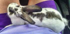 Found Rabbit