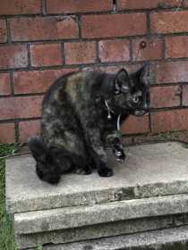 Found Cat