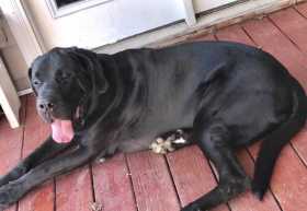Found Dog