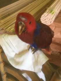 Found Eclectus