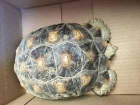 Found Tortoise