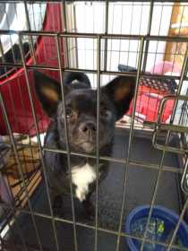 Found Dog