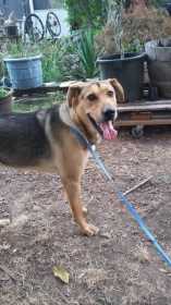 Found Dog