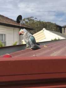 Found Indian Ringneck Parakeet