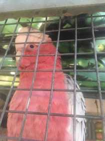 Found Galah Cockatoo