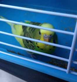 Found Budgerigar