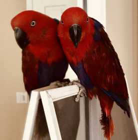 Found Eclectus