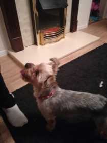 Found Dog