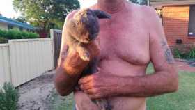 Found Rabbit