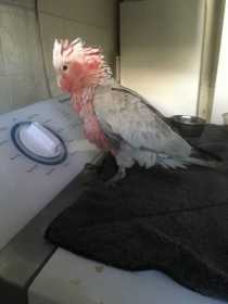 Found Galah Cockatoo