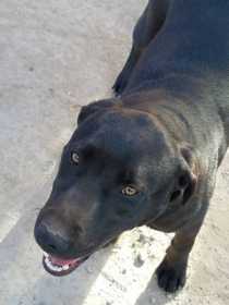 Found Dog