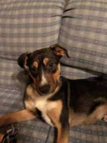 Found Dog