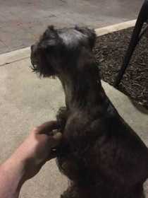 Found Dog