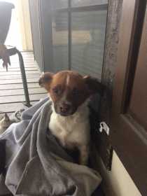 Found Dog