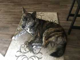 Found Dog