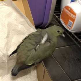 Found Dove