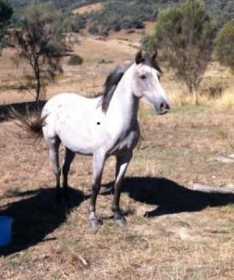 Found Horse