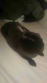 Found Rabbit