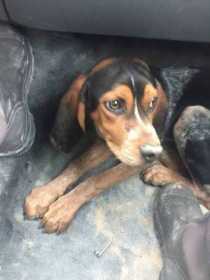 Found Dog