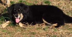Found Dog