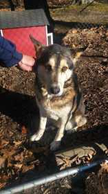 Found Dog