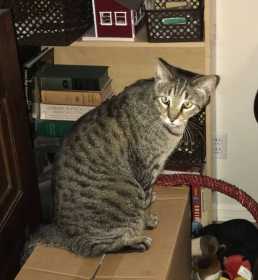 Found Cat