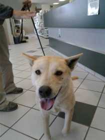 Found Dog