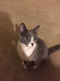Found Cat