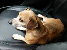 Found Dog