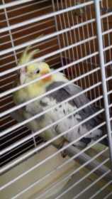 Found Cockatiel