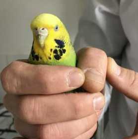 Found Budgerigar