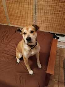 Found Dog