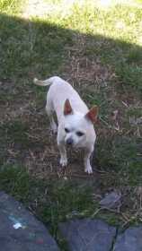 Found Dog