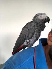 Found African Grey