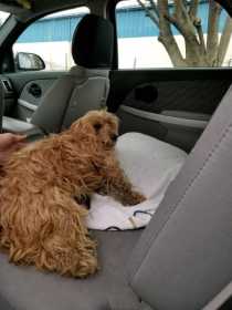 Found Dog