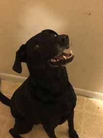 Found Dog