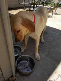 Found Dog