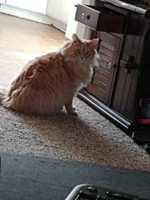 Found Cat