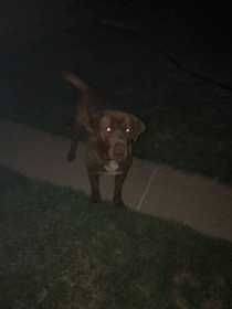 Found Dog