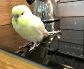 Found Budgerigar