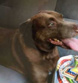 Found Dog