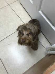 Found Dog