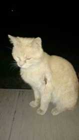 Found Cat